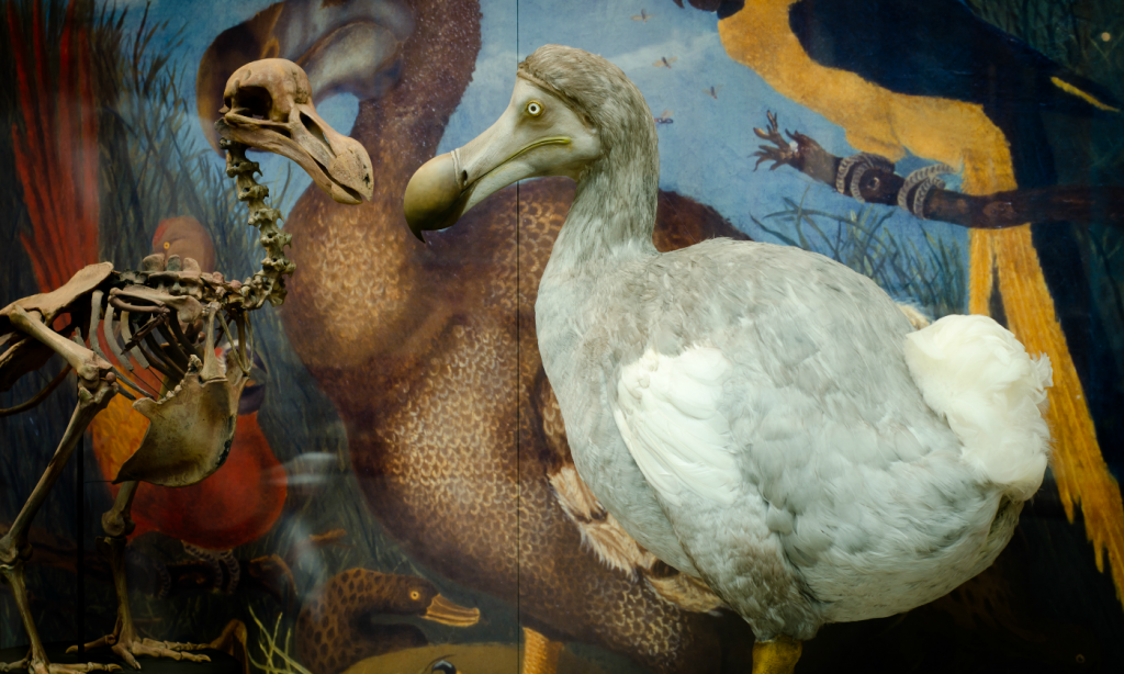 Unraveling the Myths of an Extinct Icon: The Mysterious Dodo - Premium Tix